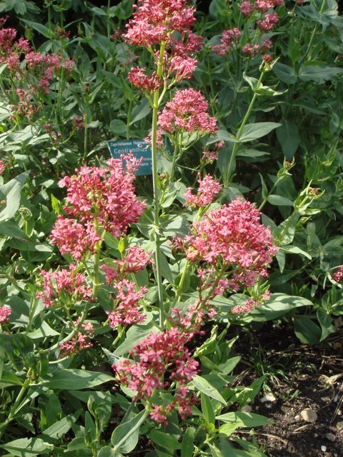 Centranthus ruber